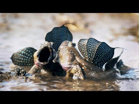 Mudskippers- The Fish That Walk on Land - Life