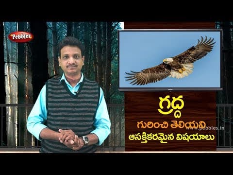 Interest facts about Eagle in Telugu | Science fun facts in Telugu