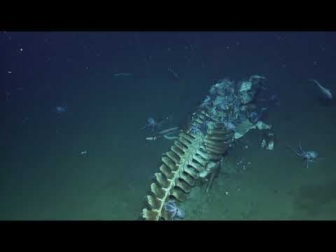 Whale Fall Actively Devoured by Scavengers at Davidson Seamount - Nautilus Live