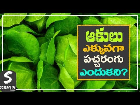 Why are leaves mostly green in colour? | ఆకులు ఎక్కువగా పచ్చరంగు ఎందుకని?