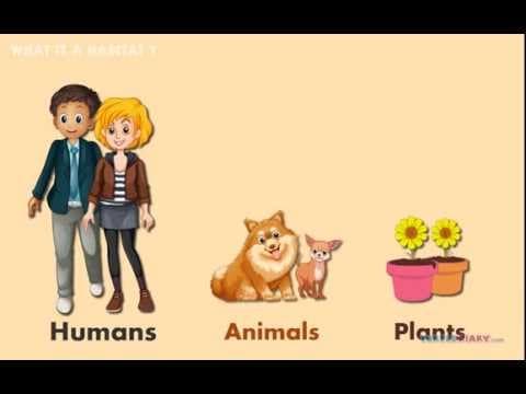 6 Habitats Where Animals & Plants Live! AMAZING Science for Kids