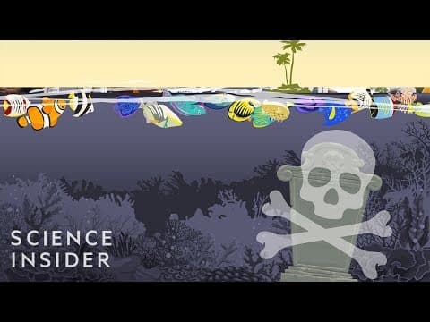 What If All The World’s Coral Reefs Disappeared