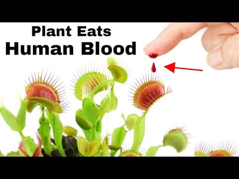 Feeding a Venus Flytrap Human Blood