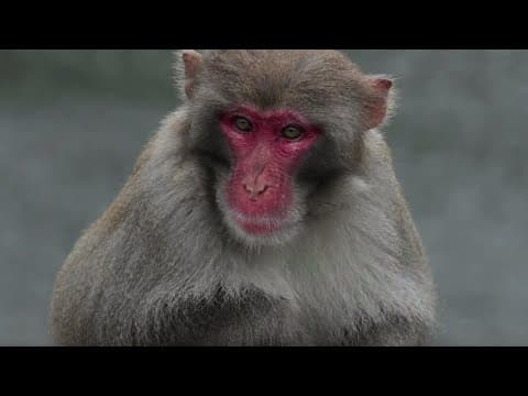 Wild Monkeys in the Streets of Hong Kong