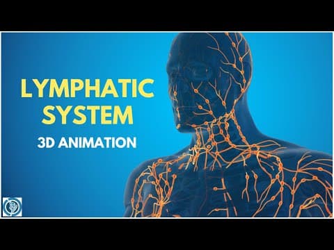 Lymphatic System of Human Body | 3D Animation (Lymph Nodes)