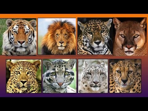 All big cat sounds - top 10 big cat sound