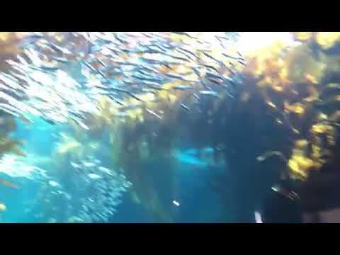 Lazy anchovies and sardines in the Kelp Forest From Monterey Bay