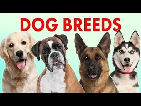 Breeds of Dogs - Part 1 - Learn Different Types of Dogs