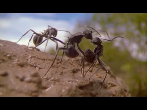 The Incredible Lives of Ants - Attenborough- Life in the Undergrowth - BBC Earth