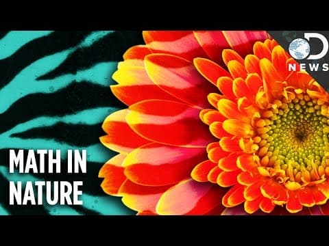 Can One Mathematical Model Explain All Patterns In Nature