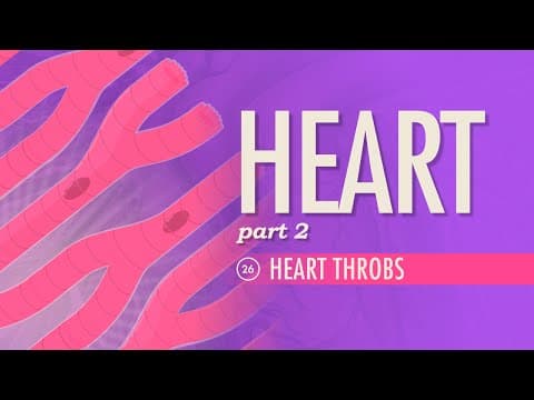 The Heart, Part 2 - Heart Throbs: Crash Course Anatomy & Physiology #26 - YouTube