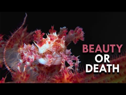 The Crabs That Weaponize Fashion Against Their Predators