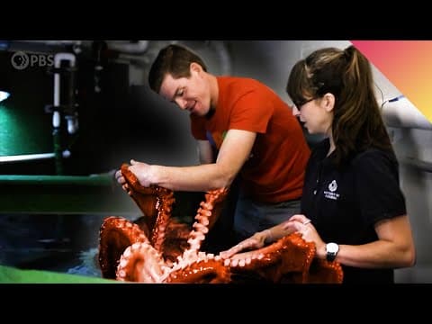 My Date With A Giant Pacific Octopus!
