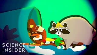 Why Cities Are Battling Raccoons And Failing