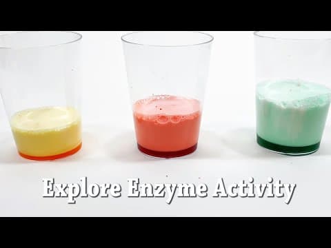 Explore Enzymes