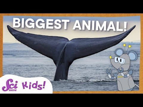 Blue Whales: The Biggest Animal EVER! | SciShow Kids