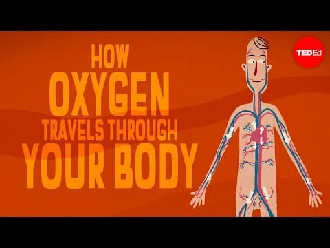 Oxygen’s surprisingly complex journey through your body - Enda Butler - YouTube