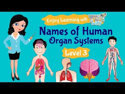 Organ System: Names of Human Organ Systems