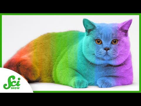 Can Your Cat Change Color? - YouTube