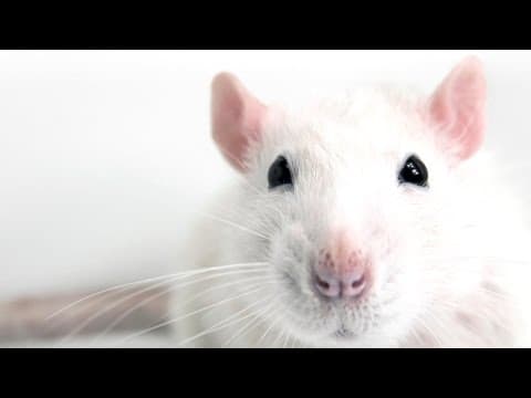 Eternal Sunshine of the Spotless Rat Mind