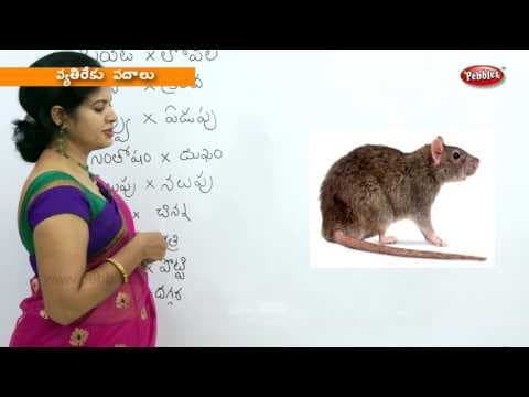 Writing opposites in telugu - preschool learning videos - kids educational video in telugu
