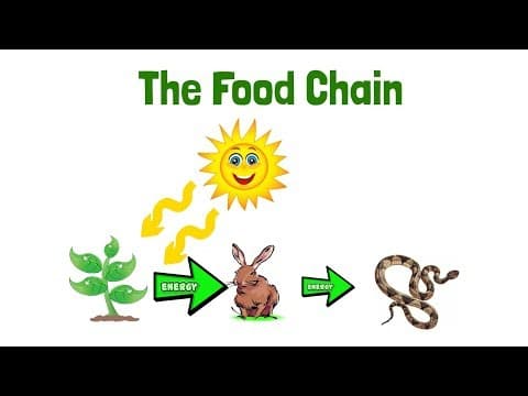Food Chain eLearning Science Lesson Video for Kids