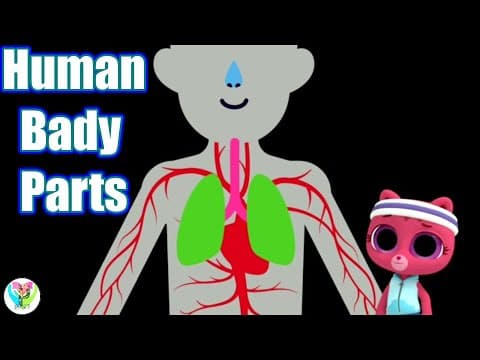 Learn About Human Body