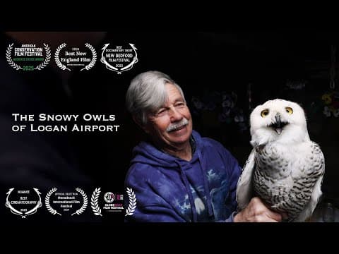 The Snowy Owls of Logan Airport: How Norman Smith saved over 900 Arctic birds