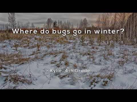 Where do bugs go in winter