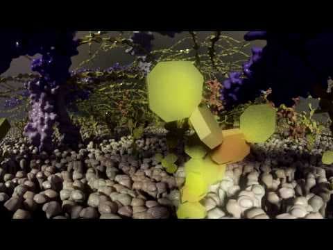 Panorama view from the cell membrane