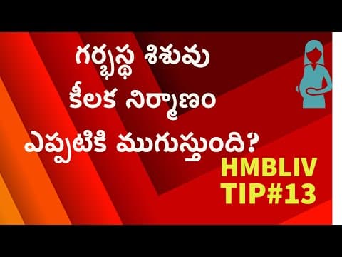 గర్భస్థ శిశువు కీలక నిర్మాణం ఎప్పటికి ముగుస్తుంది?