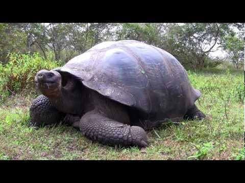 Giant Galapagos Tortoise |extreme closeupand