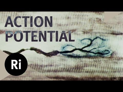 How Do Nerve Cells Carry Information? - Christmas Lectures with David Pye