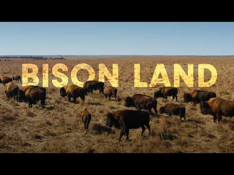 How do bison help fight against climate change