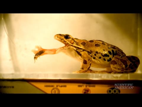 Soft, Sticky Frog Tongues Slurp Supper