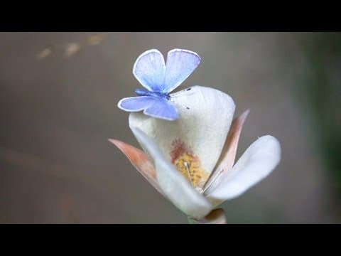 Building a True-to-Life Butterfly for a Habitat Diorama