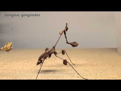 Eagle eyes|Just how good is eagle vision