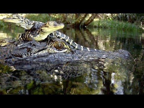 Cameras Capture the Birth of 15 Alligators - YouTube