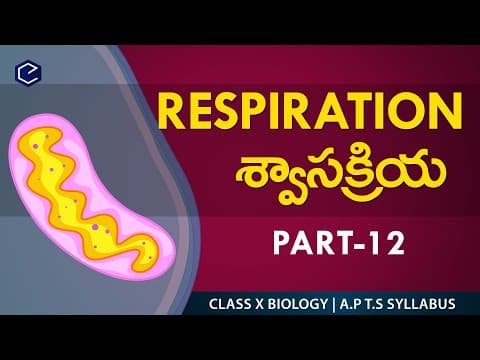 Human respiratory system 12 in English & Telugu