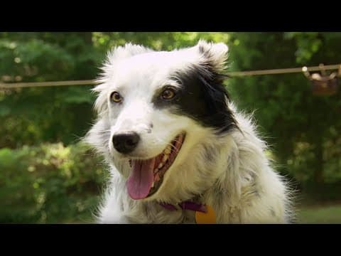Dog Understands 1022 Words! | Super Smart Animals | BBC Earth - YouTube