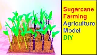 Sugarcane Farming Agriculture Model Making
