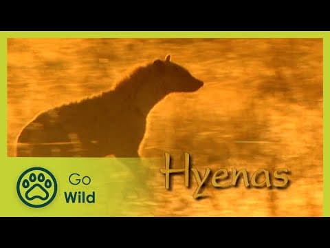 Hyenas
