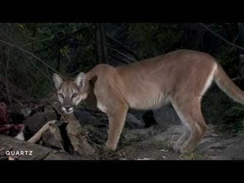 How many animals use this log to cross the stream