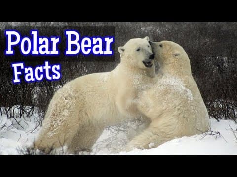 Polar bear facts for kids