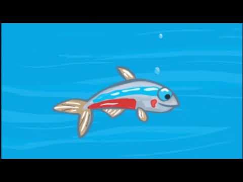Neon the Fish