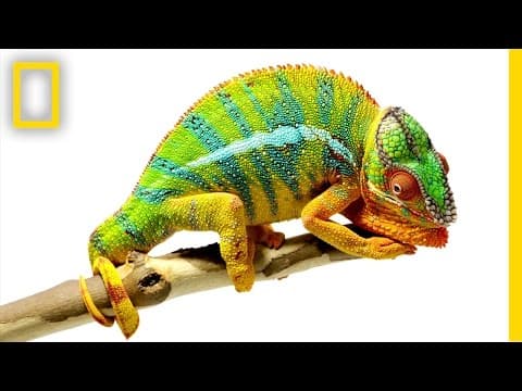 Beautiful footage chameleons are amazing