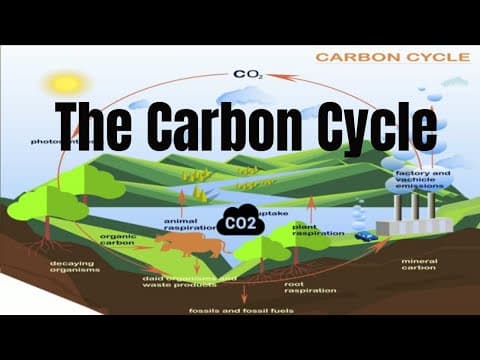 The Carbon Cycle Process - YouTube