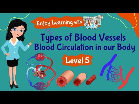 Types of Blood Vessels and their Functions | Science