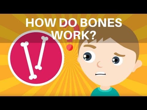 How Do Bones Work? Human Skeleton Facts for Kids - What is the Skeleton?