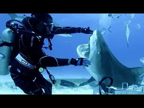 Sharks in the Bahamas | Blue Planet Live
